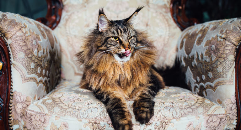 Katt som ligger i en lenestol