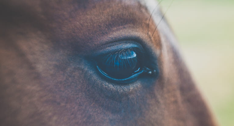 Nærbilde av øyet på en hest