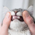 Kattetenner