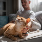 Mann som klapper en orange katt