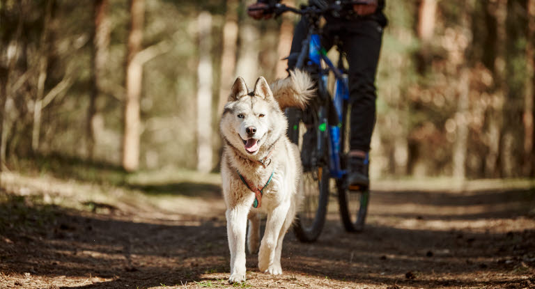 Hund som trekker på sykkeltur
