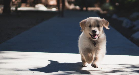 Sterilisering hund forsikring