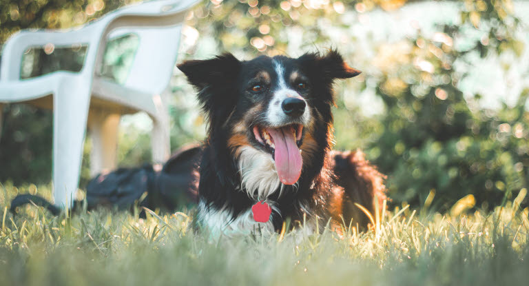 Border Collie i gresset