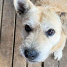 Hund med tørr snute