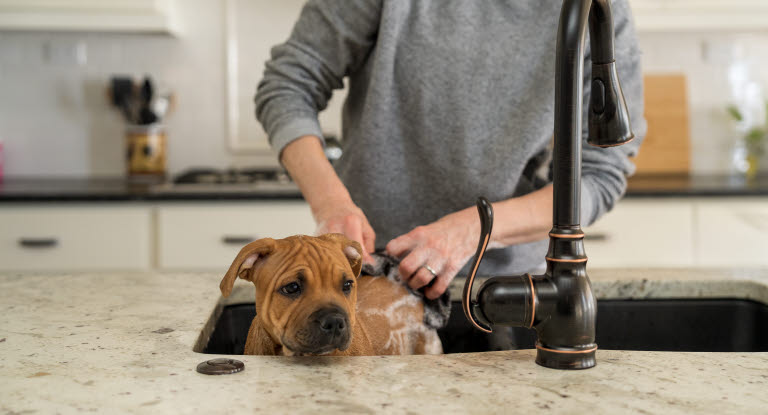 Hund som blir dusjet i en vask