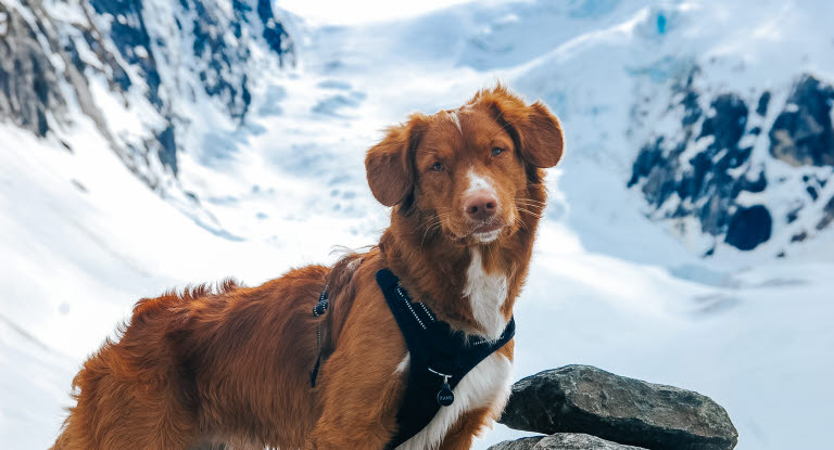 Toller på fjelltur