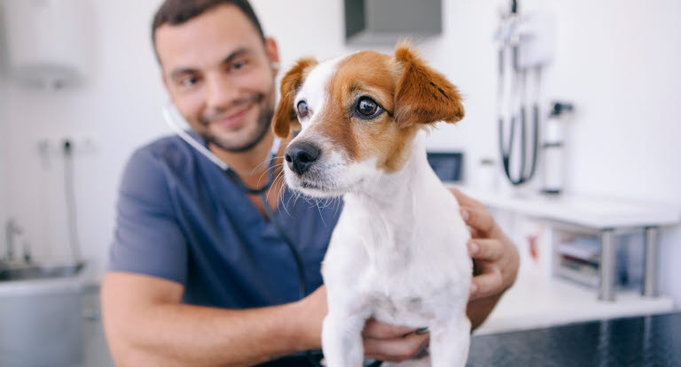 Veterinær og hund