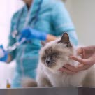 Katt hos veterinæren