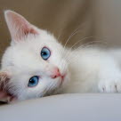 Hvit kattunge