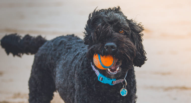 Hund på stranden med ball i munnen