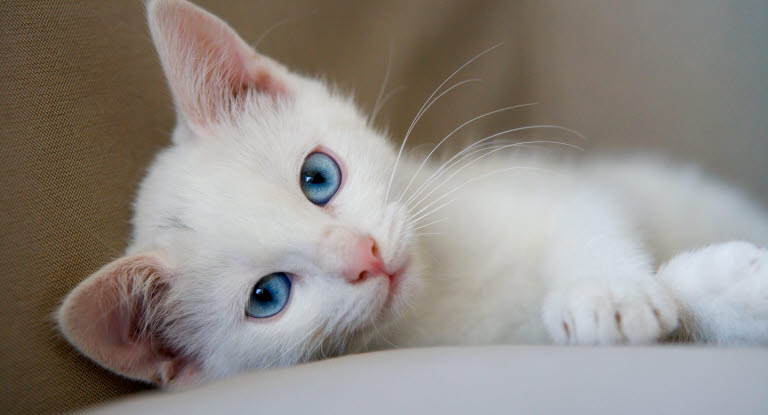 Hvit kattunge