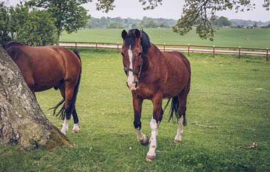 Hester i en gresshage.