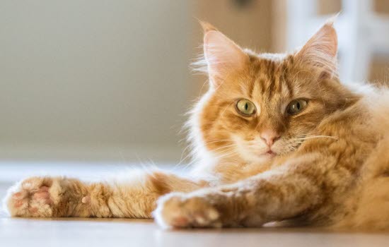 Orange katt som ligger på gulvet