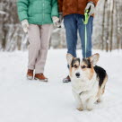 Hund på tur i snøen