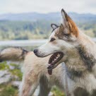 Husky på fjellet