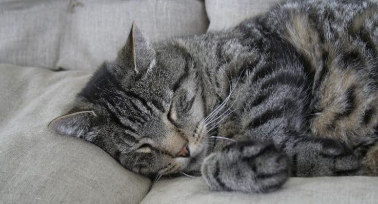 Slik sover katten - Agria Dyreforsikring