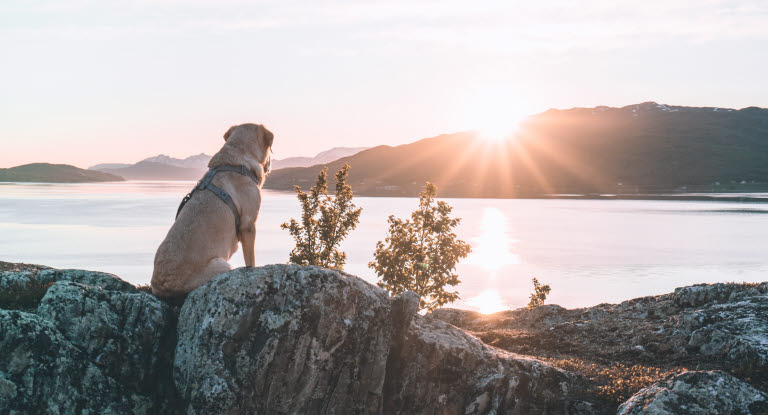 Golden retriever i solnedgang!