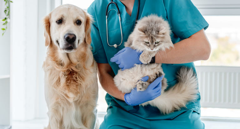 Hund og katt hos veterinæren