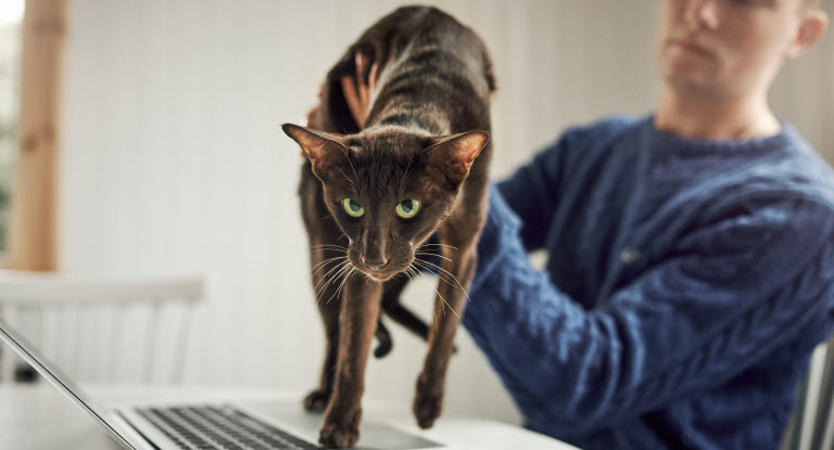 Katt som går på laptop, mann som løfter den vekk