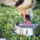 Hund som drikker fra en skål.