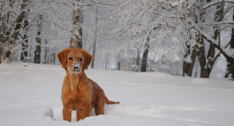 Hund i snø