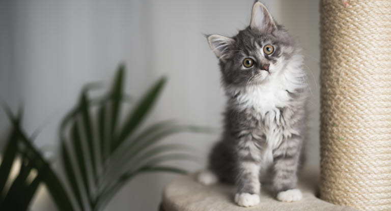 Kattunge som sitter i et kattemøbel med plante i bakgrunnen.