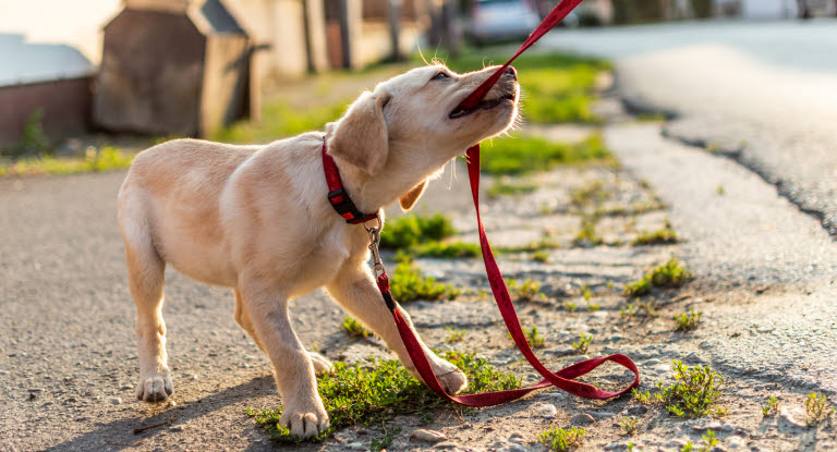 Ung hund som drar i båndet