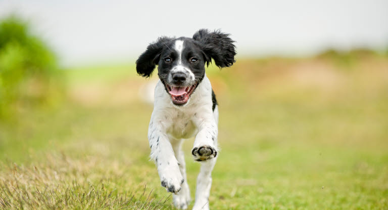 Valp som løper