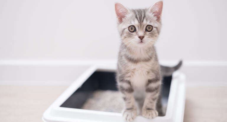 Kattunge og kattetoalett