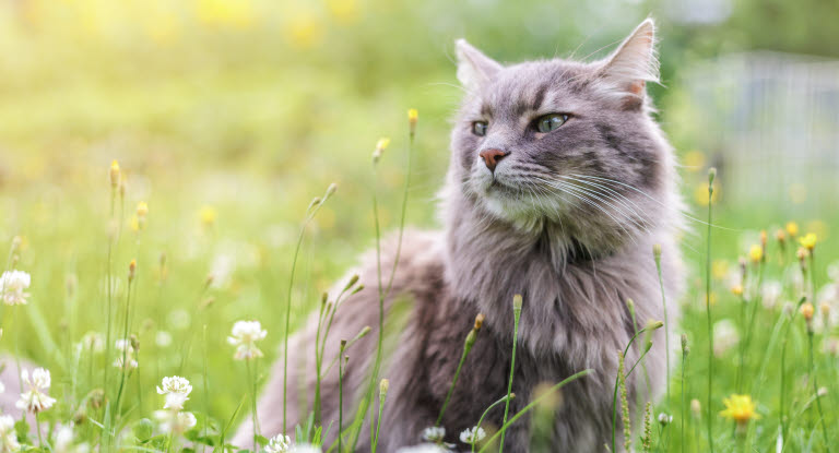 Katt som sitter i en blomstereng