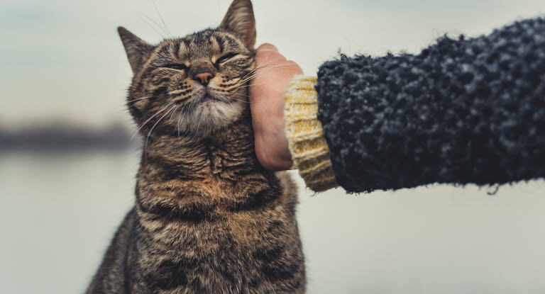 Katt utendørs blir koset med