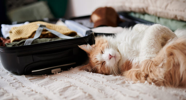 Katt som på en seng ved siden av en åpen koffert.
