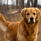 Golden retriever på høsttur