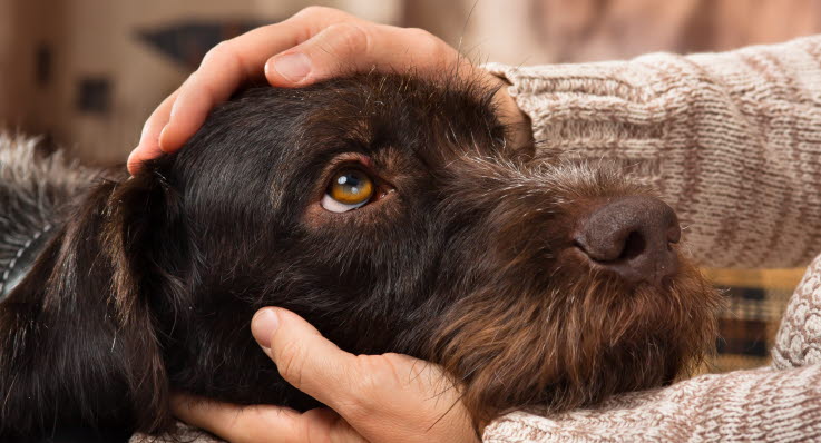 Utflod etter fjerning av livmor hund Utflod etter fjerning av livmor hund