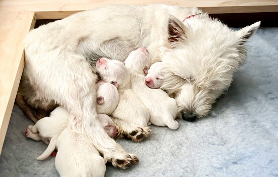 West highland white terrier som hviler med valpene sine.