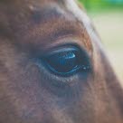Nærbilde av øyet på en hest