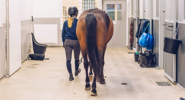 Hest som blir leid i en stall