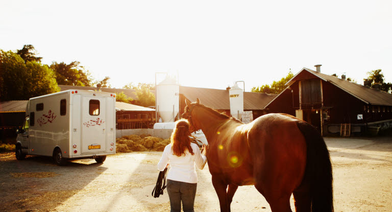 Hest på vei inn i en hestetransportbil