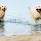 Golden retrievere leker i vannet