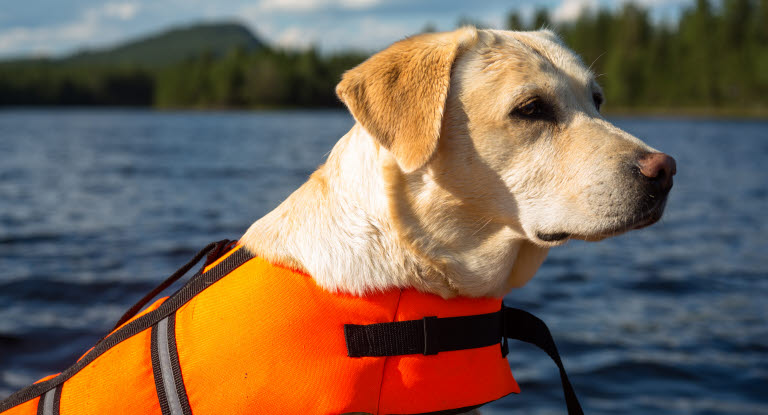 Labrador på båt med redningsvest