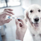 Ta tempen på din hund om du misstänker att den har feber.