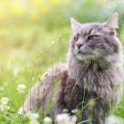 Katt som sitter i en blomstereng