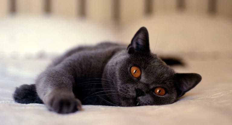 Grå katt som ligger på sengen