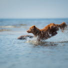 Hund hopper uti vannet