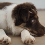 Hund ligger i sengen sin