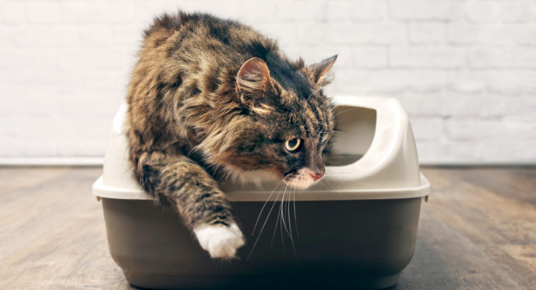 Hvis katten ikke gjør fra seg som normalt, kan det skyldes underliggende problemer. 