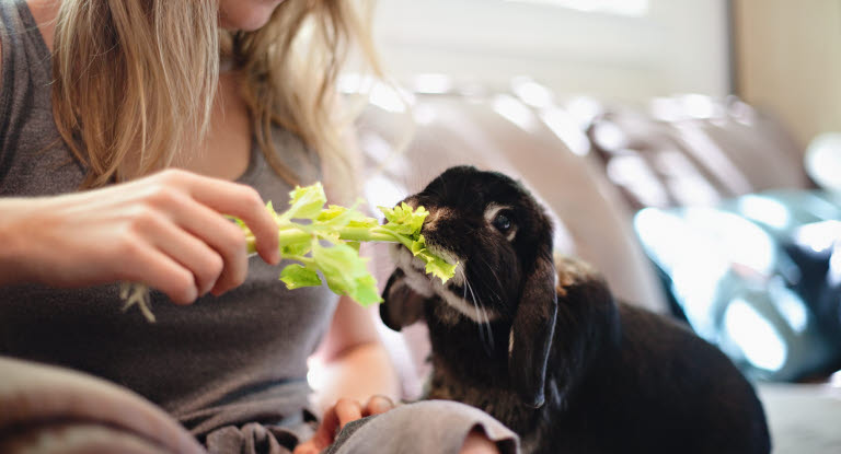 Dame som gir salat til en sort kanin