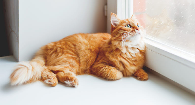 Orange katt som titter ut av viduet