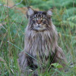 Norsk skogkatt utendørs