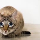 Katt med blå øyne huker seg ned